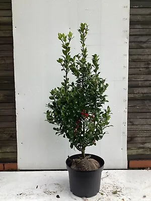 Blue Holly Ilex Mes'Heckenfee' Ht Approx 80-100cm From Rootball Red Berries • £34