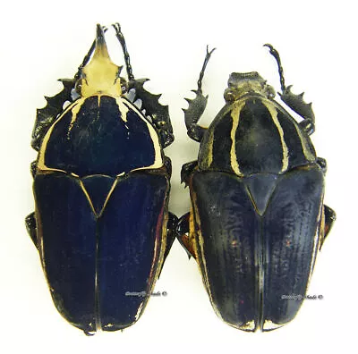 Unmounted Beetle/Cetoniidae - Mecynorrhina Torquata Ugandensis BLUE PAIR 9 • $48.46