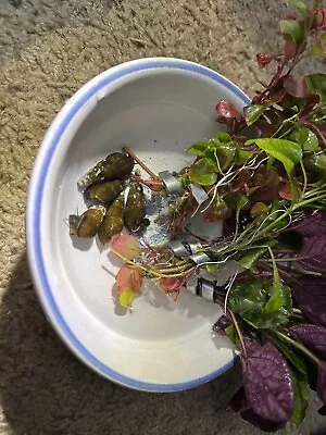 Group Of 5 Volcano Rabbit Snails *great For Tank Management* • $32.99