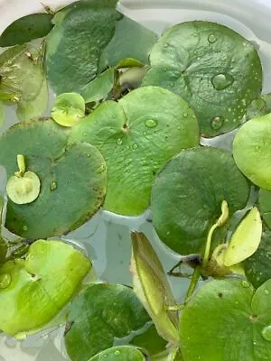 Amazon Frogbit Limnobium Laevigatum Floating Live Aquarium Pond Plant Shade X 2 • £2.99