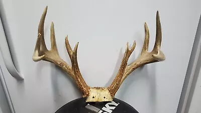 131  Nice 6x5 WHITETAIL DEER RACK Antlers Mule Mount Taxidermy Elk Cape Moose • $135