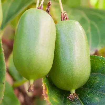 Kiwi Actinidia Arguta Jumbo | Deciduous Hardy Garden Climbing Plant In Pot • £10.99