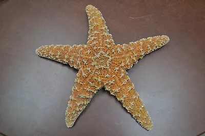 Sugar Starfish Sea Shell Beach Wedding Nautical 6  - 7  • $10