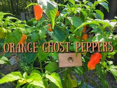 Bhut Jolokia ORANGE GHOST Pepper Super Hot Seeds Unique Creek Certified • £5.74
