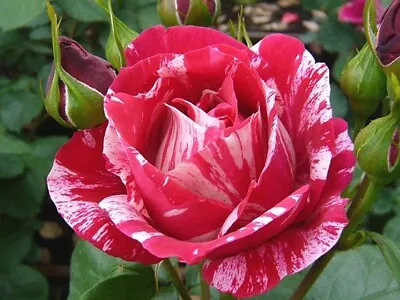£20.99 • Buy  Henri Matisse  Potted Rose Bush (Hybrid Tea)- 3 LITRE POT - FRAGRANCE.