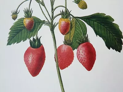 Redoute Flowers STRAWBERRIES Botanical Art Print Illustration Plate 39 • $13.49