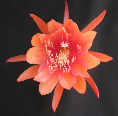Moloch Epiphyllum Orchid Cactus Cutting • $8
