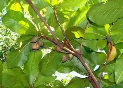 $19.99 • Buy 20 Terminalia Catappa Viable Seeds Indian Almond Tree Seeds From Hawaii