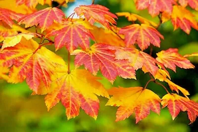 20 VITIFOLIUM FULLMOON MAPLE SEEDS - Acer Japonicum 'Vitifolium' • $7