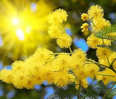 Acacia Dealbata - Silver Wattle - Yellow Mimosa - 20 Seeds • £3.58