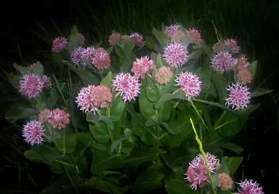 50+ Showy Milkweed Seed FOOD FOR BUTTERFLIES AND HUMMINGBIRDS Only Fresh Seeds • $2.27