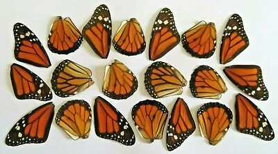 Lot Of 20 Famous Monarch Danaus Plexippus Wings  Jewelry Artwork A1 Condition • $45.99