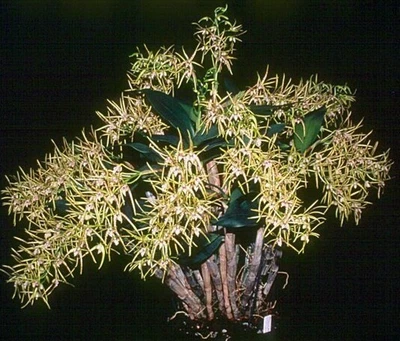 $50 • Buy Dendrobium Hilda Poxon Two Awarded Clones Both HCC/AOC. (Two Mericlones)