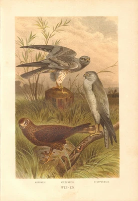 £12.53 • Buy 1882 HARRIERS - Hen Harrier, Montagu's Harrier & Pale Harrier Antique Lithograph