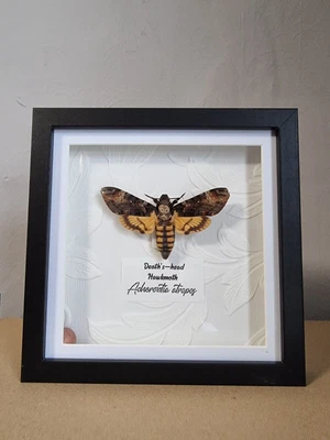 £45 • Buy Deaths Head Hawk Moth (Acherontia Atropos) Framed Taxidermy, Insect Art,  Large 