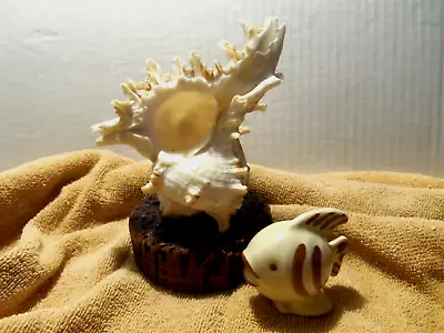 Vintage Sea Shell Mounted On A Natural Cork Base Murex Ramosus • $14.95