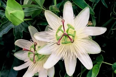 £15 • Buy 2L Passiflora 'Constance Elliott' Vigorous Evergreen Climber
