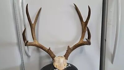 Big BOXY 5x5 SUPER DARK Colorado MULE DEER RACK Antler Whitetail Sheds Taxidermy • $200