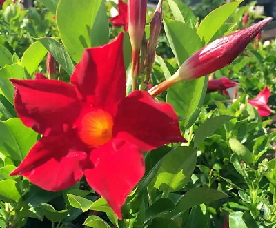 Red Brazilian Jasmine Plant - Indoors/Out - Mandevilla/Dipladenia - 4  Pot • $16.99