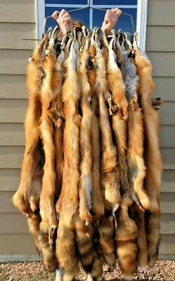 $44.95 • Buy Beautiful Tanned Red Fox Pelts, Furs, Semiheavy (rdfxsemi)
