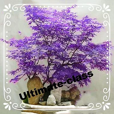 $4.99 • Buy 15 - 20 Japanese Maple Tree Bonsai Seeds Acer Palmatum 5 Colors You Choose