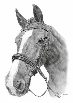 HORSE Pencil Drawing Artwork Print - A3 / A4 Sizes Signed By Artist G Tymon • £8.99