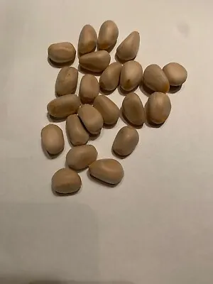 10 - Zamia Inermis Seeds - Very Rare • $40