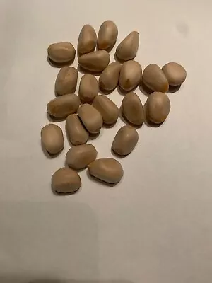 Zamia Inermis Seeds - Very Rare • $5