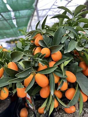 Orange Tree Fresh Live Indoor Citrus House Plants In 2.5L Pot • £33