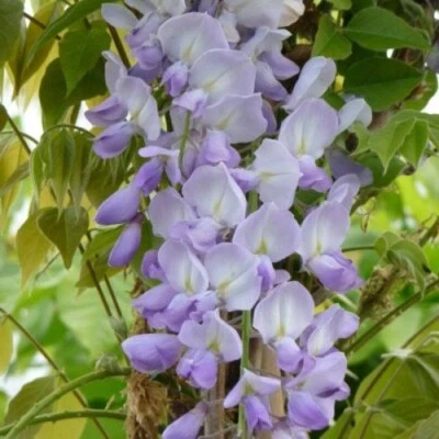 £45 • Buy 2 X 3L Wisteria Sinensis 'Blue Sapphire' Fragrant Climber 90cm 