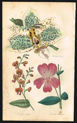 Scarlet Monkey Orchid Flower S.Oculata Hand-Colored Antique Engraving - 1837 • $29.99