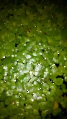 Aquatic Live Plant Freshwater DuckWeed • $12