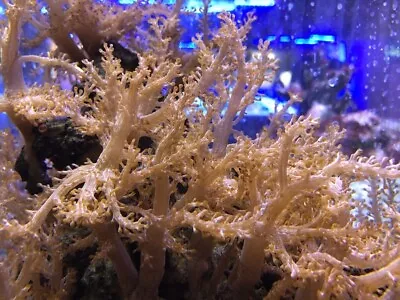 Live Kenya Tree Frag Soft Coral Colony Leather • $10