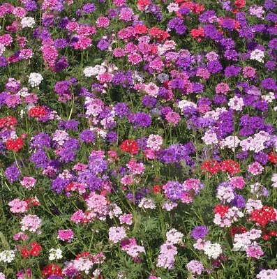 Moss Verbena Ground Cover Seeds - Easy To Grow Pollinator Attractant • $2.98