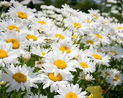 130 X Giant Shasta Alaska Daisy - Seeds • £1.60