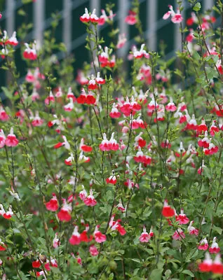 Salvia Hot Lips | 6 Plug Plants | Perennial Plants • £9.99