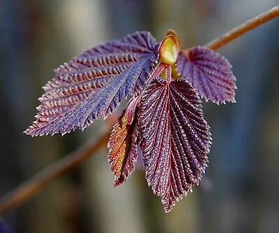 £34.99 • Buy Potted Purple Hazel 4-5 Ft Tall Low Maintenance Hedge Hedging Plants Saplings