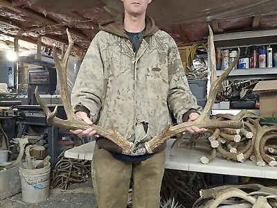 Big Mule Deer Set Antlers Sheds Horns Elk Moose Rack • $150