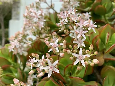 Jade Plant Money Tree Succulent Crassula Ovata - 5 Cuttings 3-5 Inches - USA • $9.99