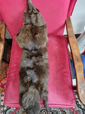 £25 • Buy Fox Fur Stole Genuine Vintage 20s/30s