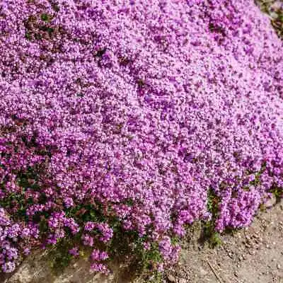 Creeping Thyme WILD Groundcover Perennial Purple Fragrant Bees Non-GMO 500 Seeds • $3.98