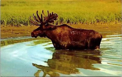 Bull Moose Maine Scenic Northern Landscape River Wildlife Chrome Postcard • $2.75