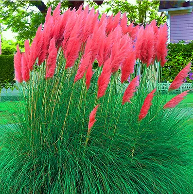 Red Pampas Grass Seeds Rare Unusual Stunning Garden Plant • £3.46