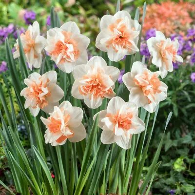 Narcissus 'Delnashaugh'. Approx 3 Bulbs Potted In 2L Pot. White Orange Daffodil • £15.95