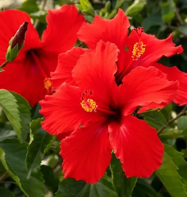 Tropical Red Hibiscus Well Rooted 3 To 5 Inches Live Starter Plant  • $5