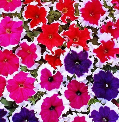 X15 Petunia Express Ice MINI PLUG PLANTS Hanging Basket Garden Patio Flowers • £7.99