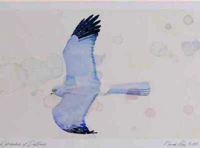 £14.99 • Buy A4 Hen Harrier Male Watercolour Ltd Edition Print
