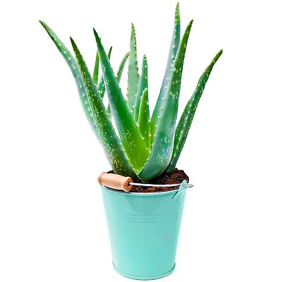 1 X Aloe Vera 25-35cm Potted Medicinal Indoor Plant Gift For Sale • £13.99