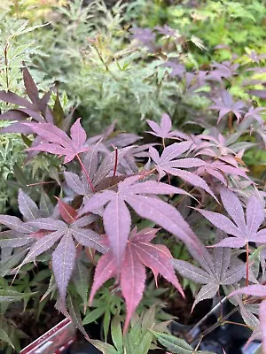 Acer Palmatum 'Atropurpureum' | Japanese Maple Deciduous Garden Plant In Pot • £14.18