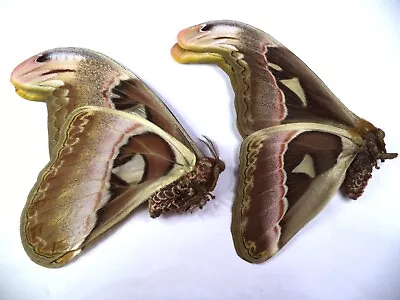 Unmounted Butterfly/moths Attacus Atlas  No 2 Pair • $11.99